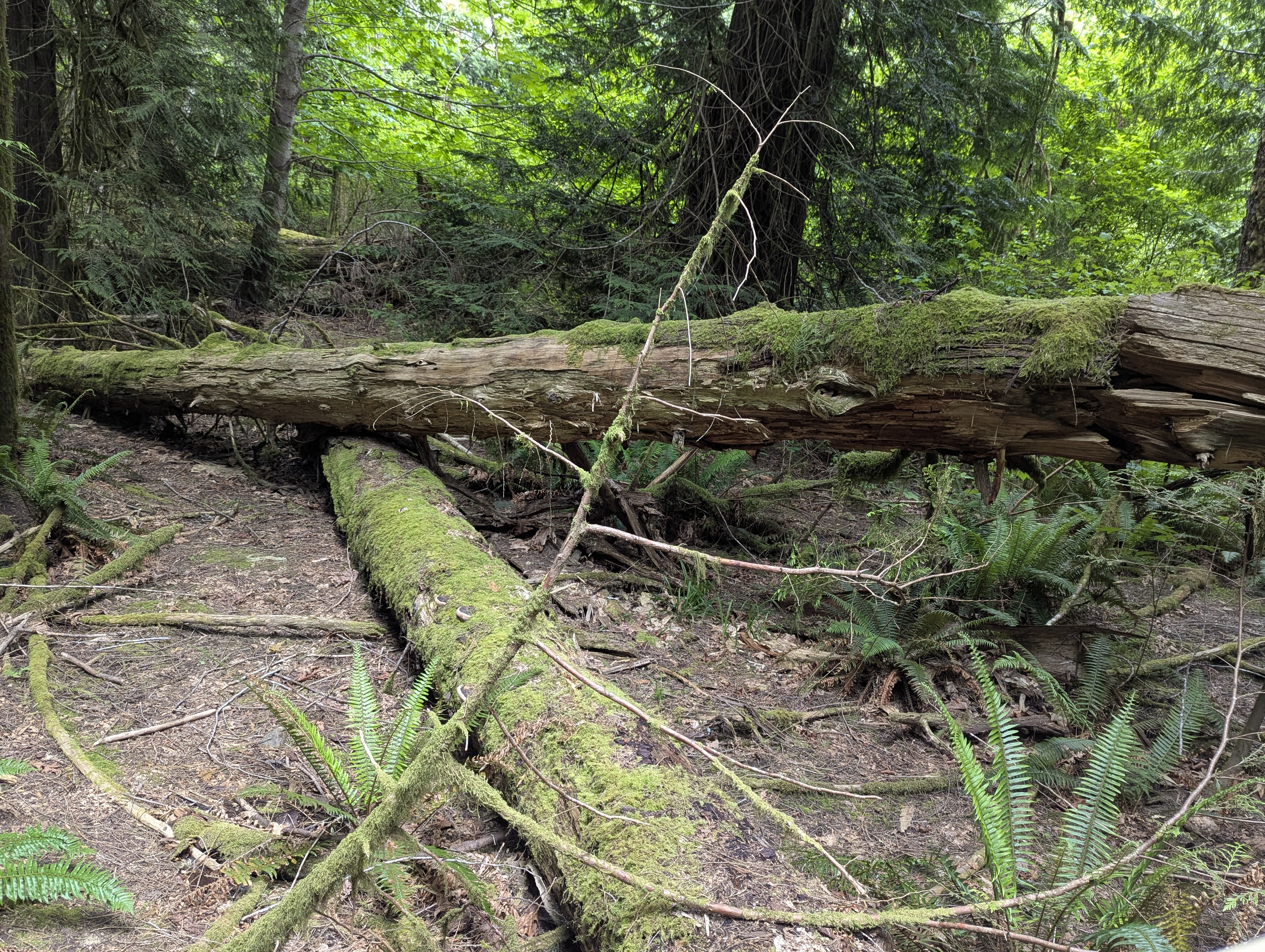 Birthday Trip to Canada, Cathedral Grove, Vancouver Island